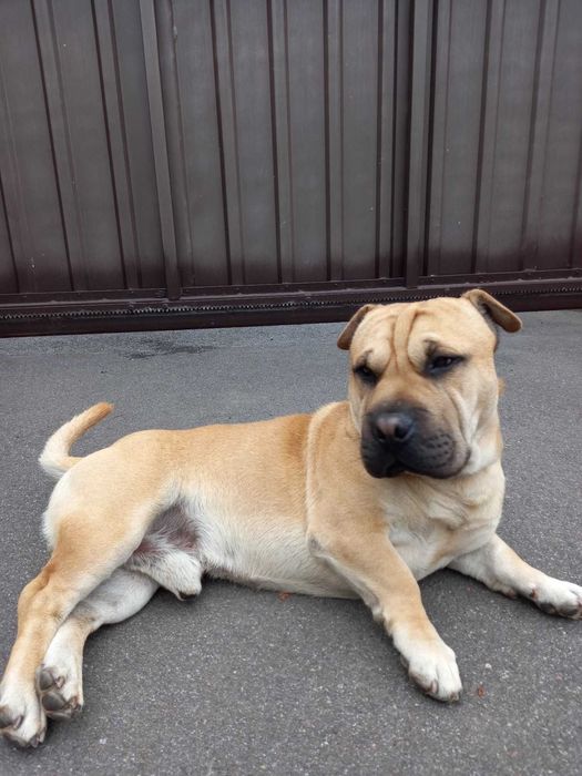 Собака (хлопчик) шукає наречену