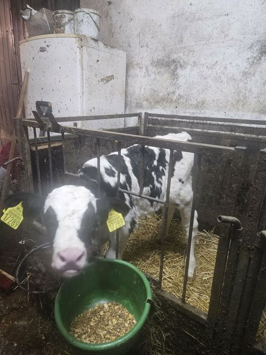 Buhajek byczek 3 tygodnie