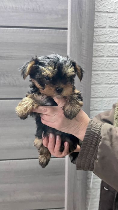 Продам дівчинку Йорк.