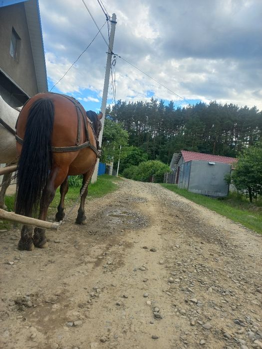 Продається кінь 6 років