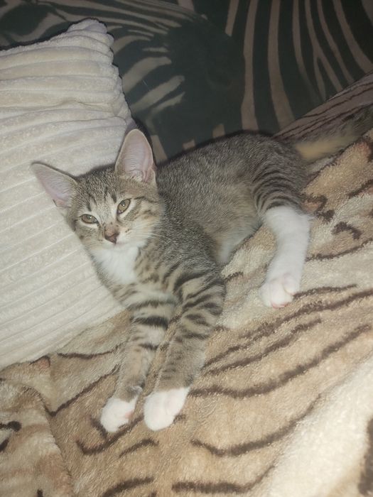 Kocurek do adopcji