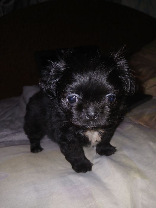 Продам щенят пекинес