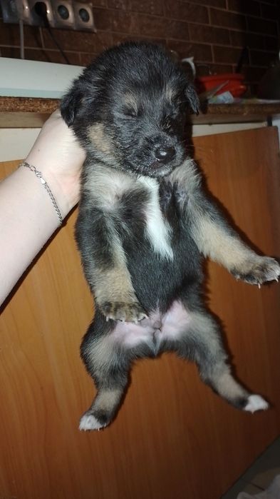 Тато Німецький вівчар 

Народилися 30.12.