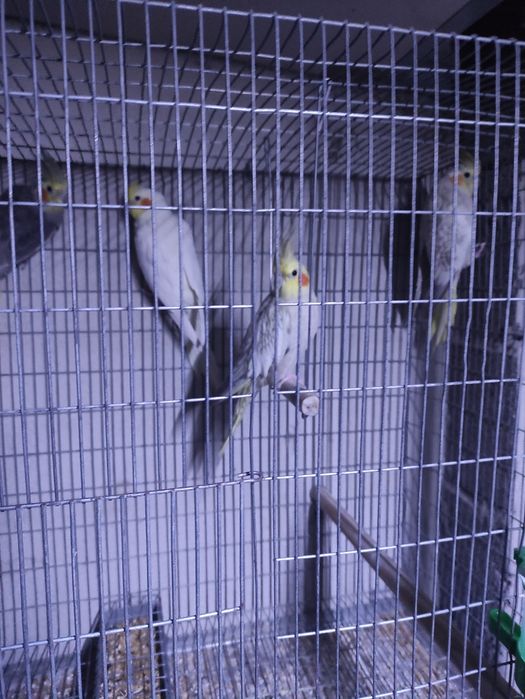 Piriquitos e Caturras pérola e silvestre