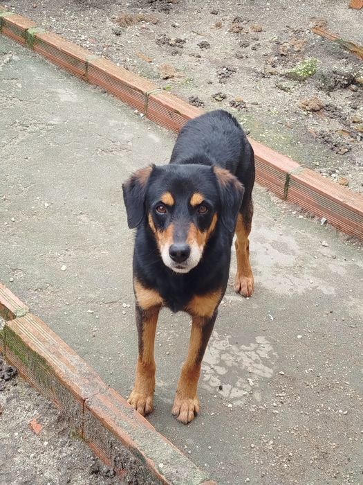 Cães para doação