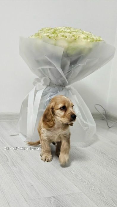 Малюки англ кокер спаніеля