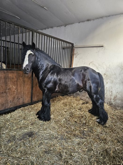 Wałach Tinker irish cob gypsy cob