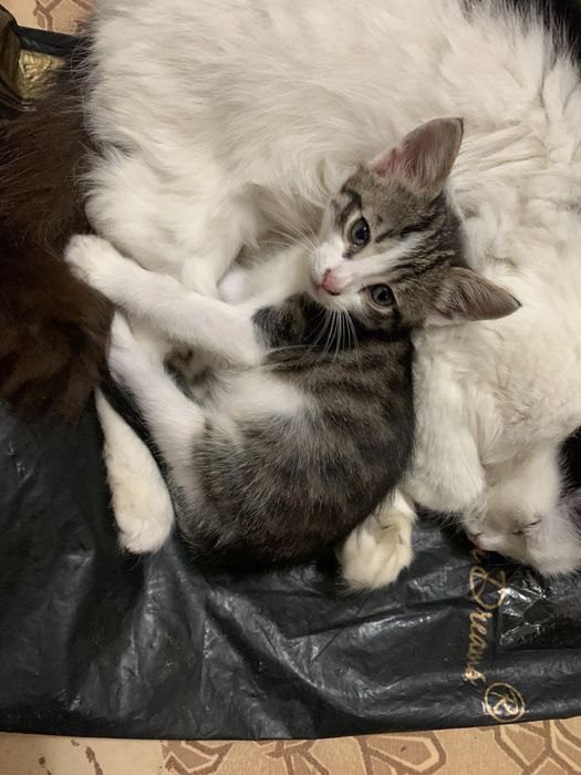 Шуменский  котенок мальчик