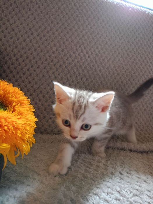 Кошенята Шотландські висловухі