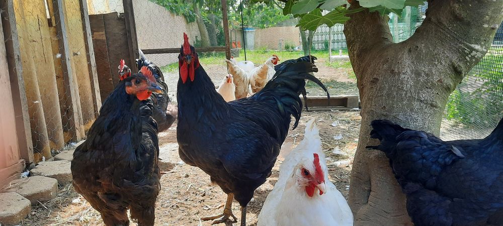 Ovos Galados Jersey Gigante Negro e Brancos