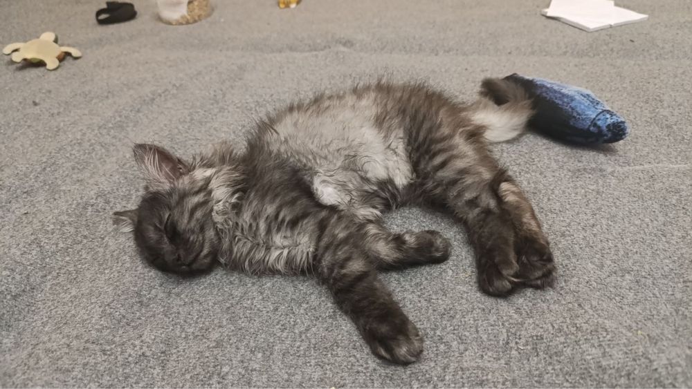 Котята тифанни ( кошка русская голубая , кот- шантильи-тифанни)