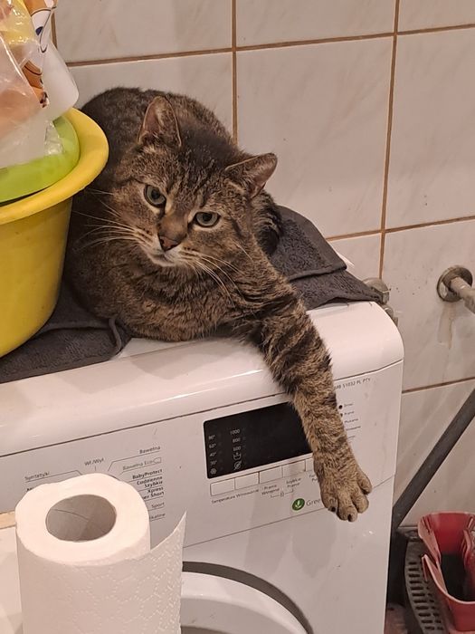 Wydam kocurka. Bez pralki ;)