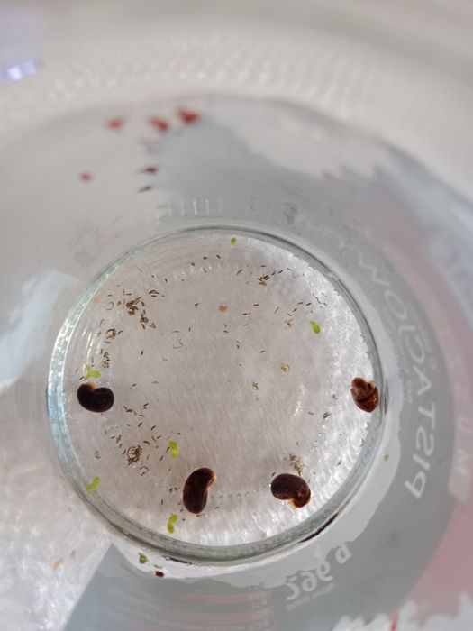 Oddam ślimaki do akwarium