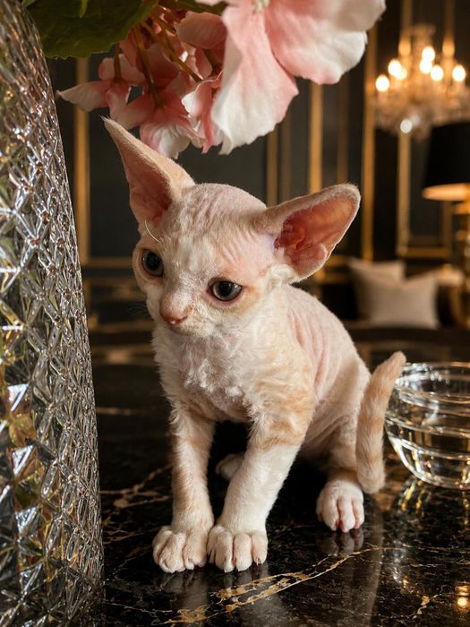 Kocurek Devon Rex