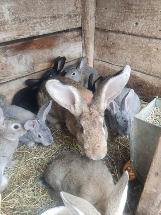 Продам кроленят,тушки м'яса