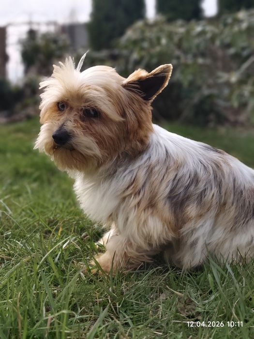 Śliczny piesek Yorkshire terrier
