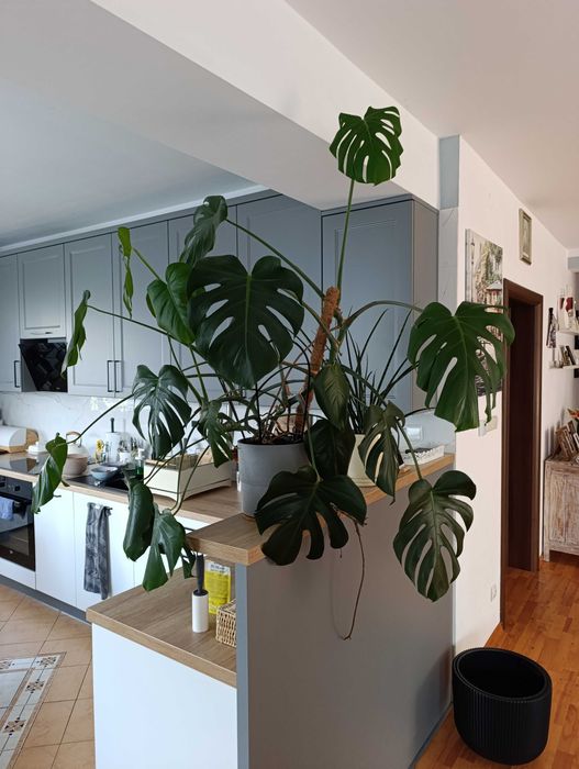 Monstera dziurawa