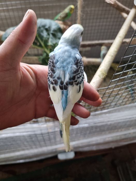 Periquitos de mutação silvestre (adas)