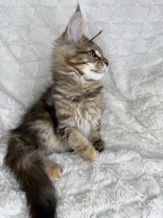 Kotka  Maine Coon Felis/FiFe