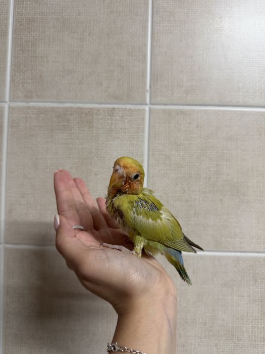 Agapornis domesticados