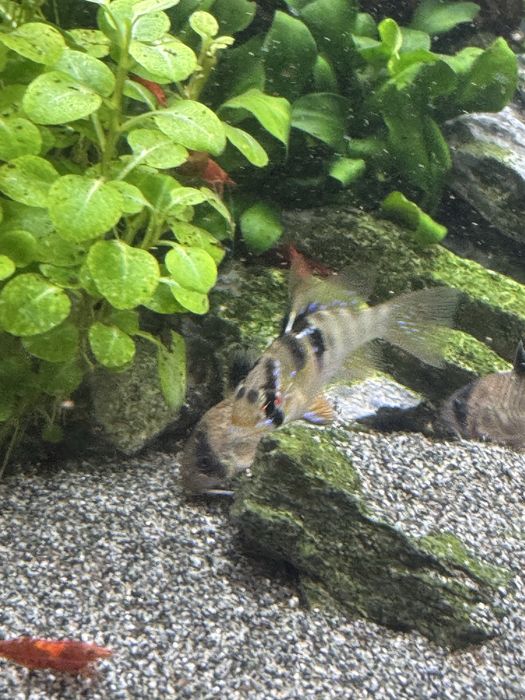 Vendo Ramirezi German Blue