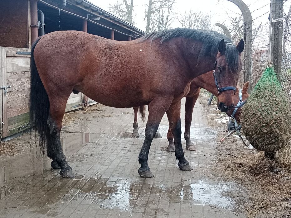 2 konie do rekreacji