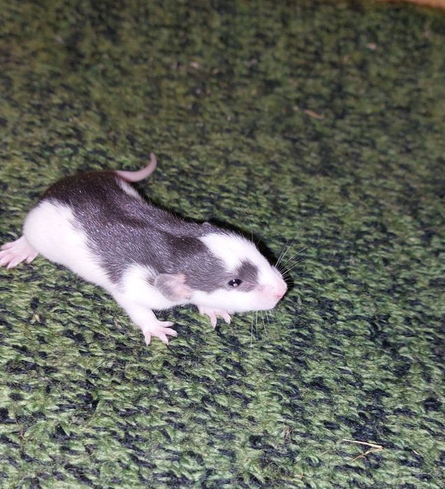 Szczur Szczurek szczurki