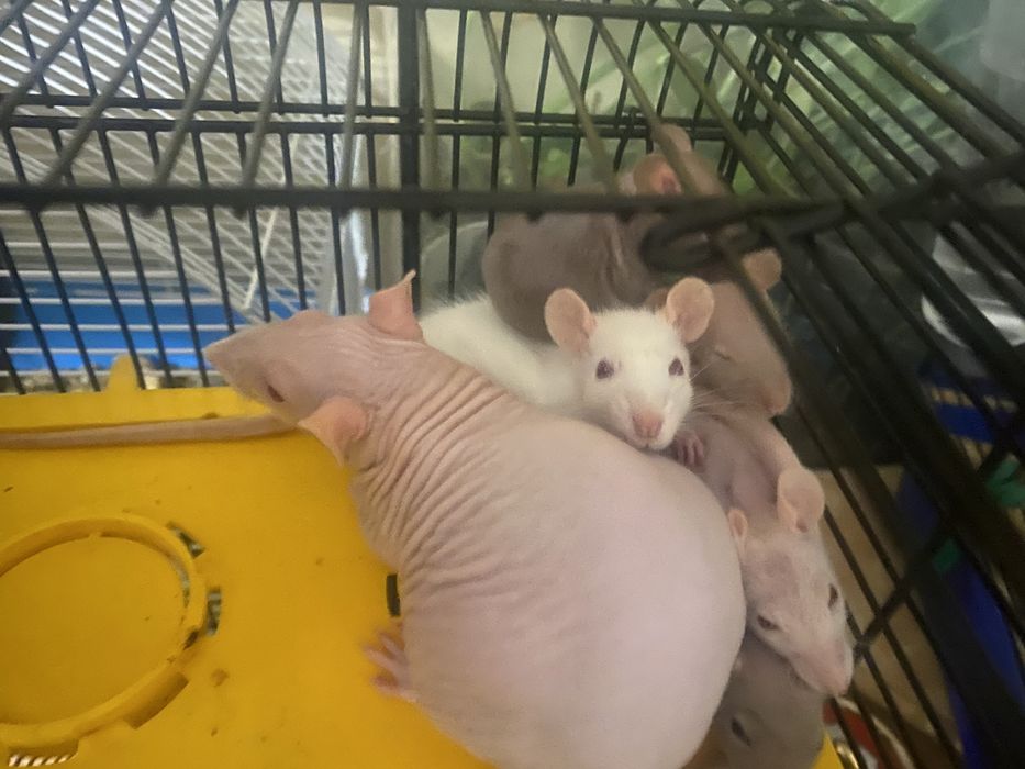 Пацюки, щурики щури криси щуренята