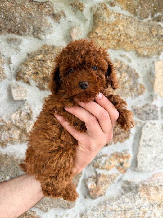 (!) Caniche Toy Mini Menina Disponível
