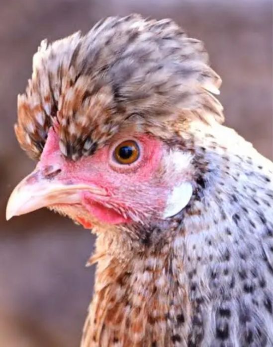 Ovos de raça crem legbar