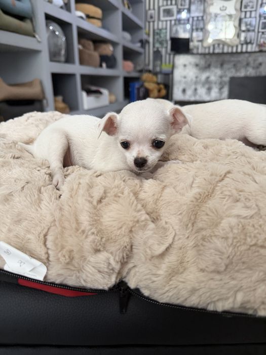 Chihuahua menino maravilhoso