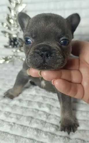 Французские бульдоги лилового окраса