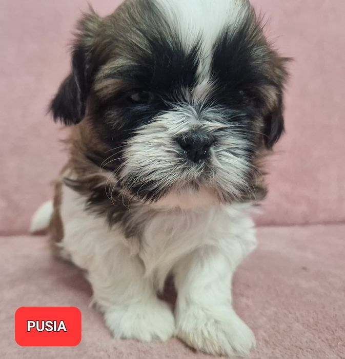 Rezerwacja sunia Shih-Tzu