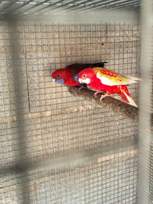 Várias aves para cedência