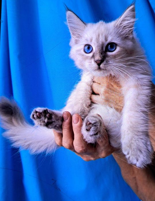 Kocurek syberyjski neva masquerade