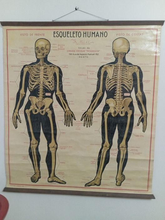 Mapa Esqueleto Humano