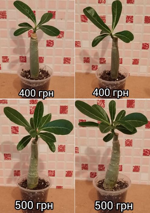 Аденіум щеплений King Blue Magenta