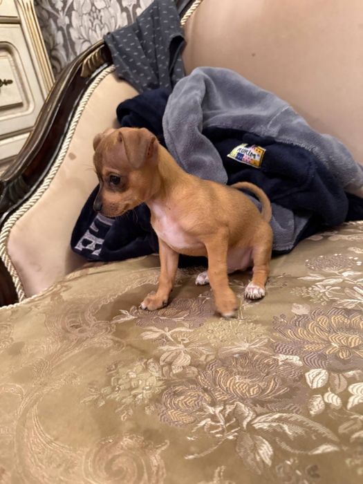 Щенок той терьер мальчик