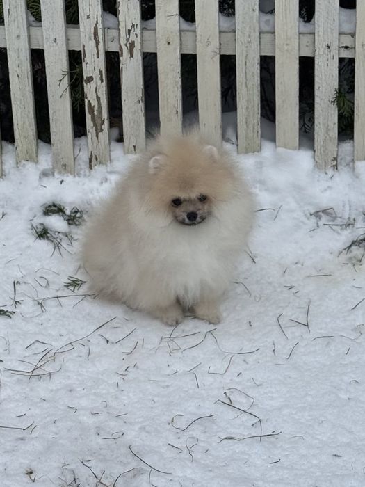 Хлопчик померанського шпіца