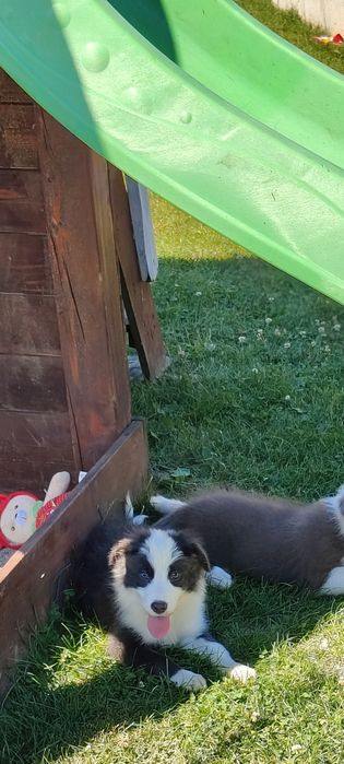 Border Collie piesek