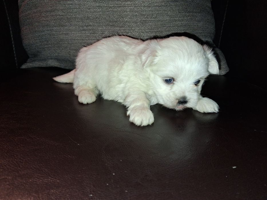 Bichon maltês macho