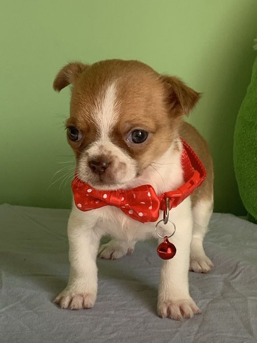 Дівчинка міні чіхуахуа!