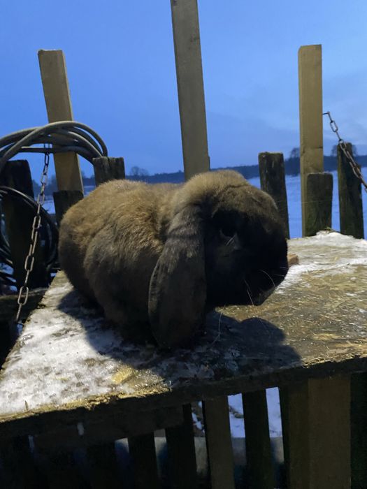 Samiec baran francuski madagaskar