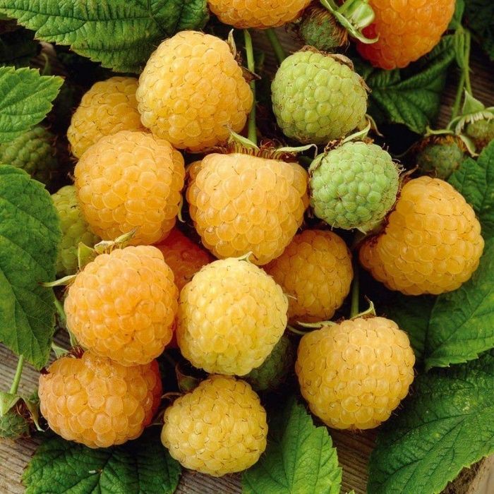 Framboesas Douradas - DELICIOSAS Planta De coleção Apenas envios