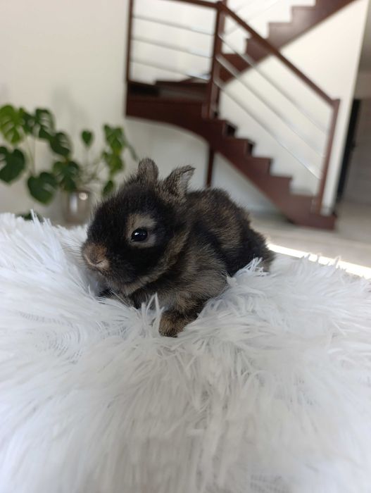 Karzelek Teddy króliki
