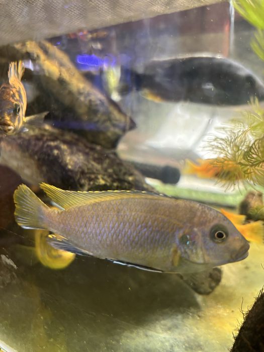 Ciclideos africanos lago de malawi