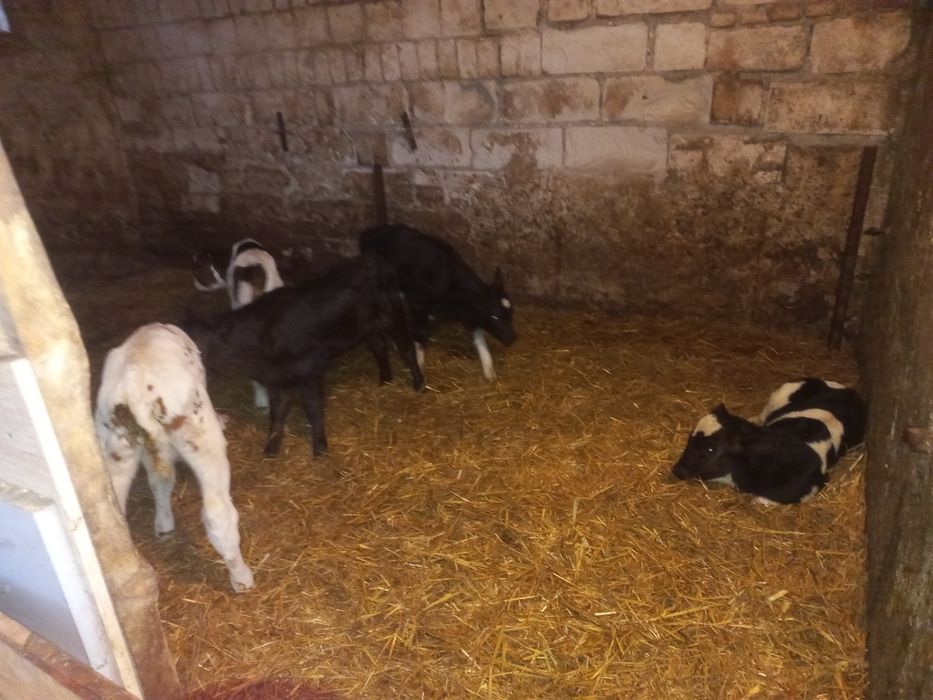 Sprzedam  cielalki 8 sztuk