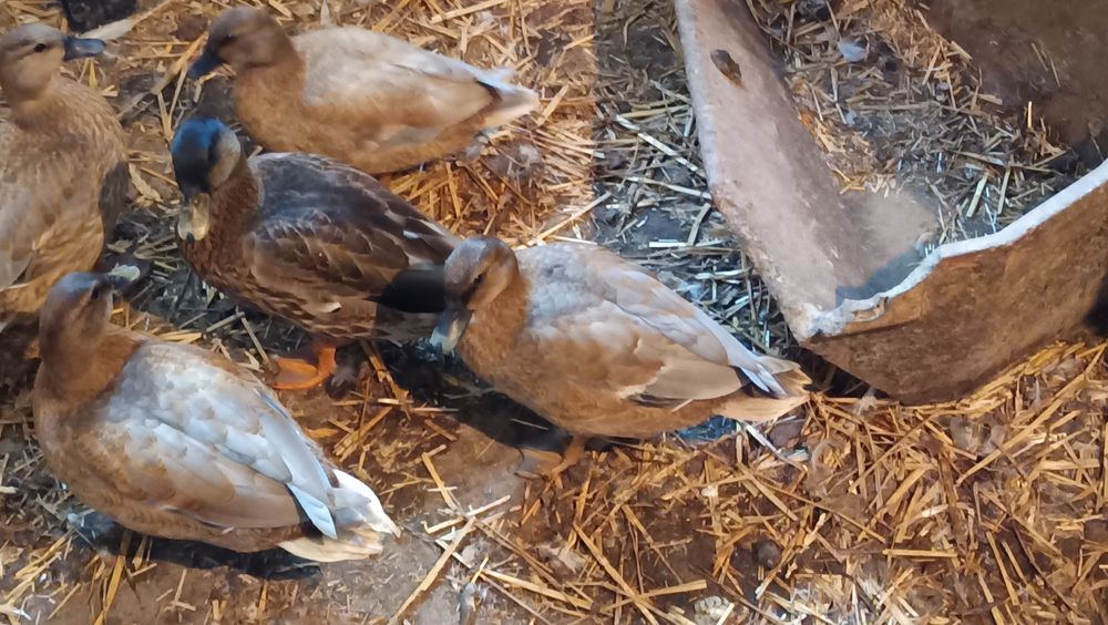 Call duck młode.
