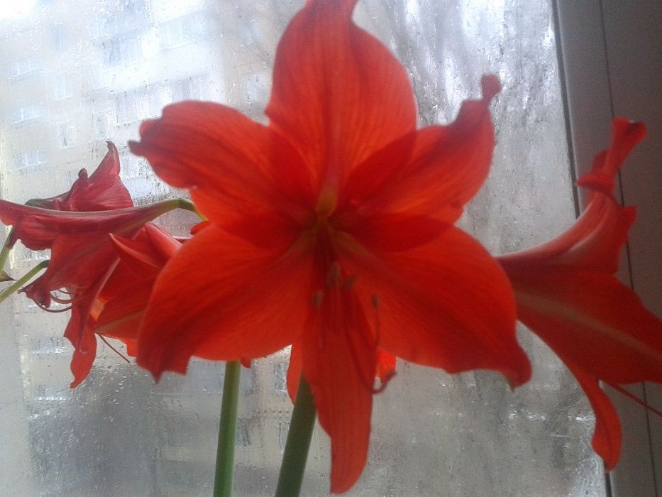 цветы (луковицы) гиппеаструма продам