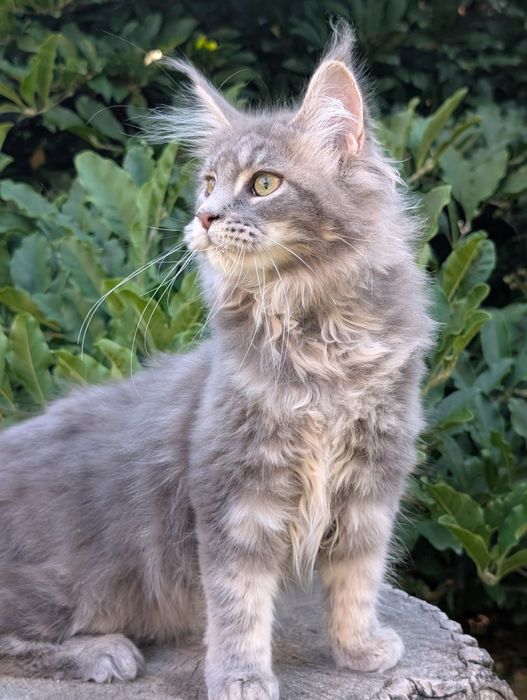 Niebieska klasycznie pręgowana kotka Maine Coon. Zapraszamy